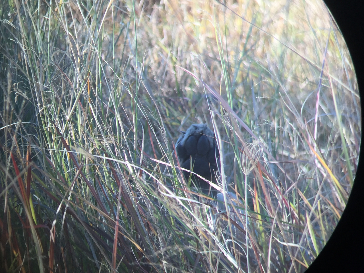 [20412] 2016_06_28_16_52_05_Africa_iPhone_6_IMG_8534_01066.jpg