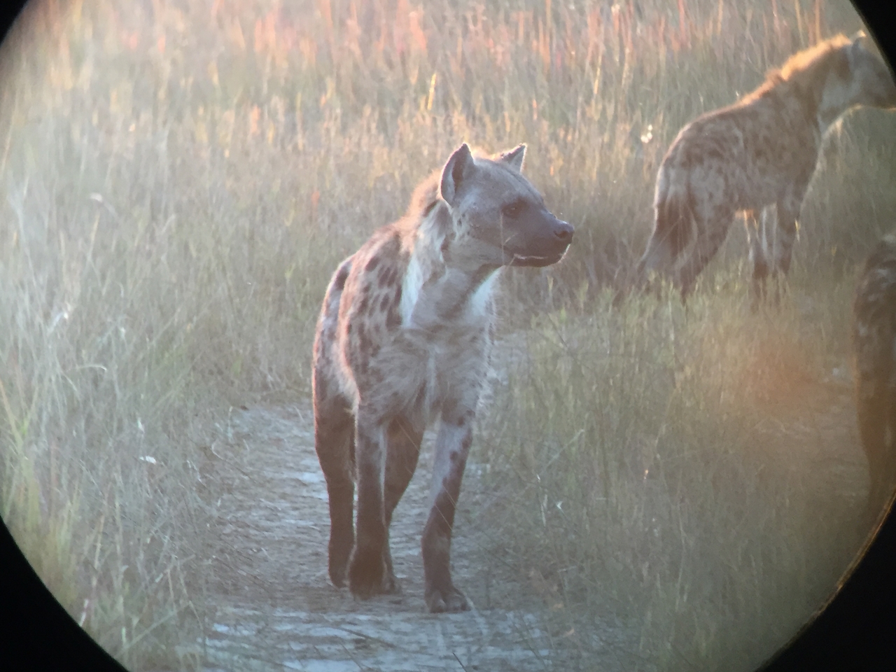 [22225] 2016_06_29_17_48_13_Africa_iPhone_6_IMG_8564_01092.jpg