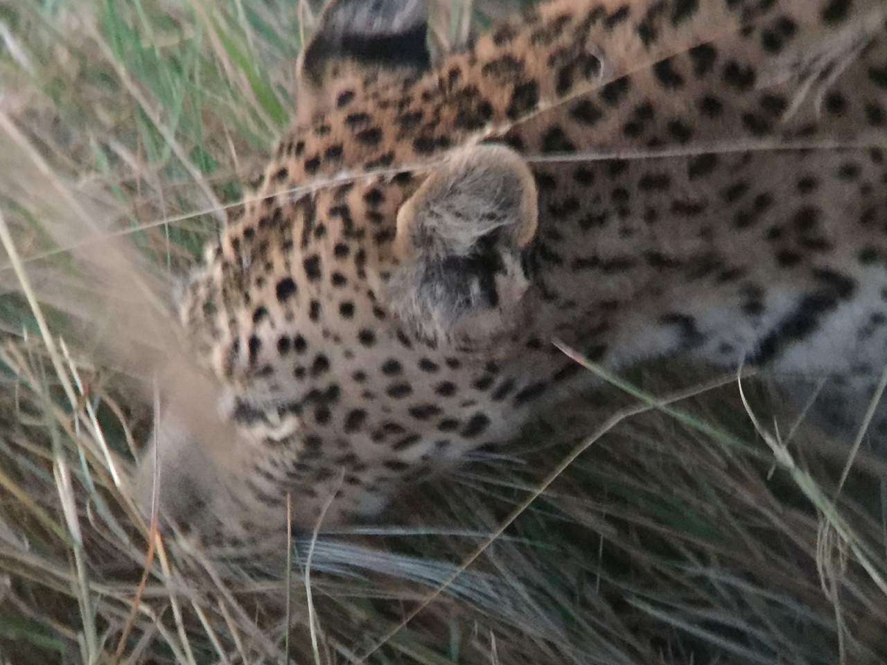 [22255] 2016_06_29_18_13_25_Africa_iPhone_6_IMG_8573_01100.jpg