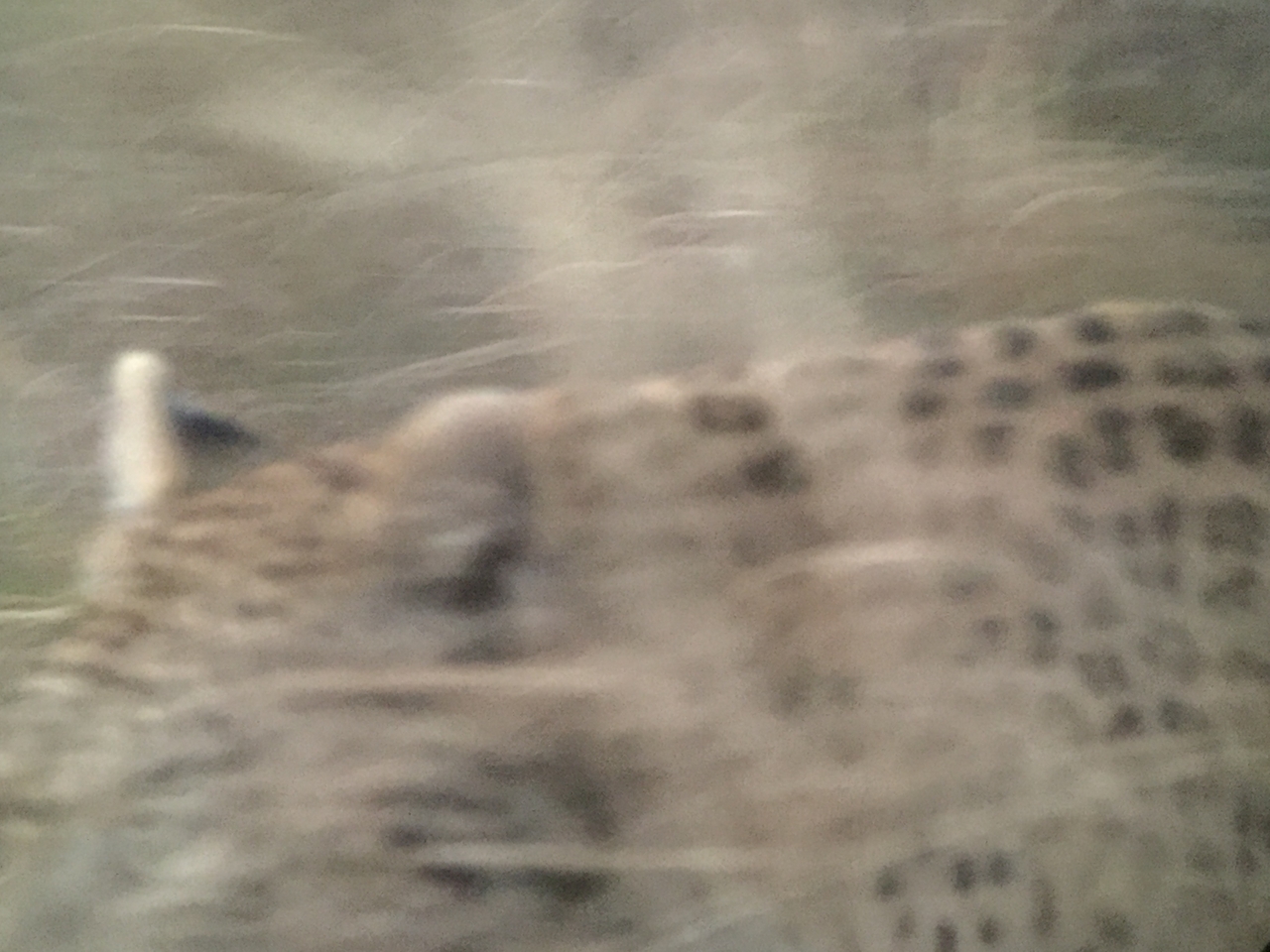 [22258] 2016_06_29_18_13_35_Africa_iPhone_6_IMG_8574_01101.jpg