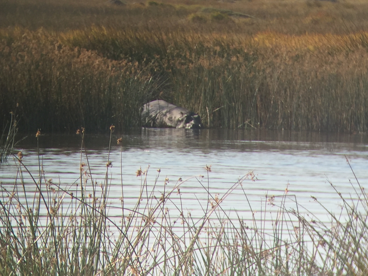 [25795] 2016_06_30_15_18_19_Africa_iPhone_6_IMG_8594_00536.jpg
