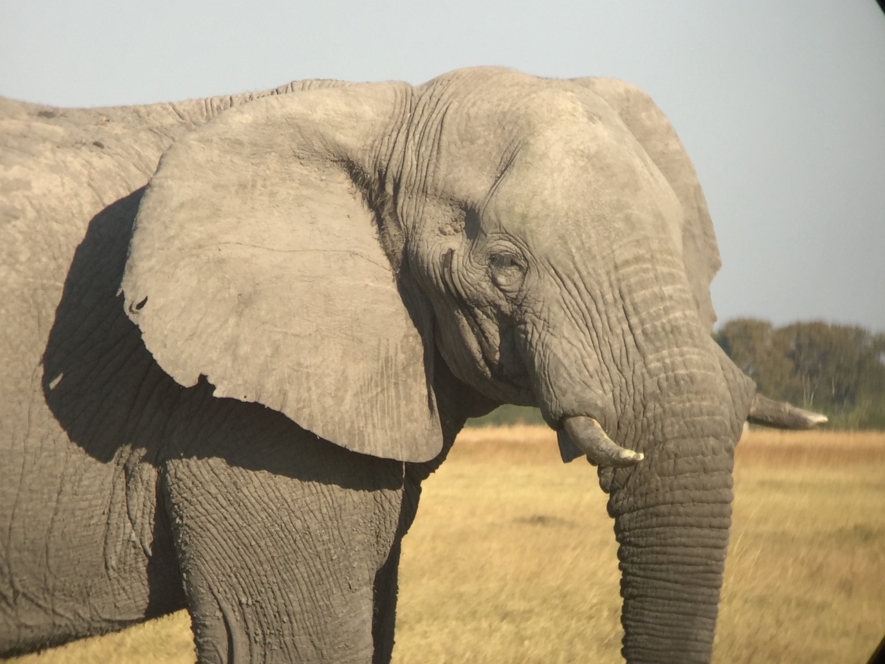 [25878] 2016_06_30_16_04_28_Africa_iPhone_6_IMG_8600_01123.jpg