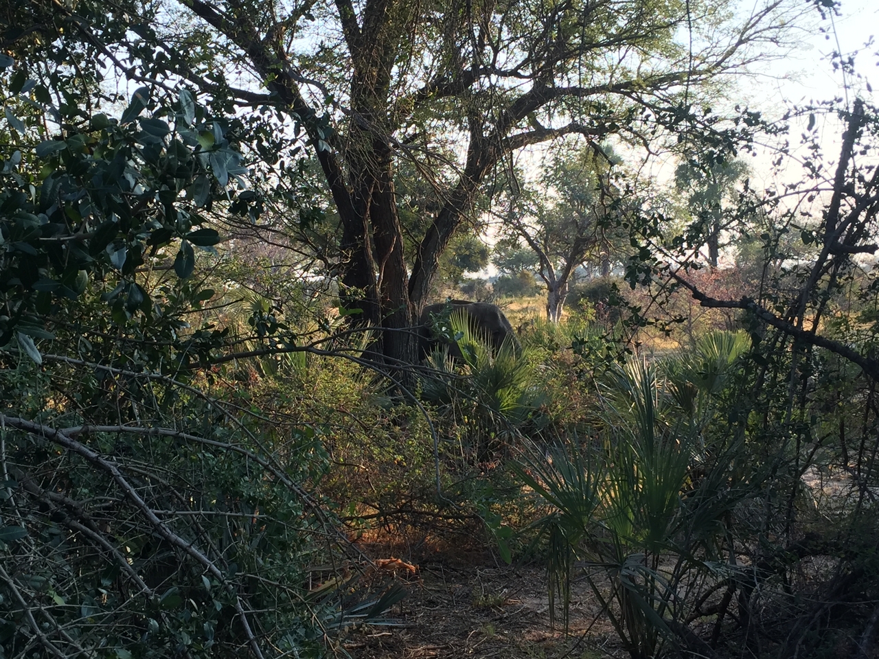 [27880] 2016_07_02_08_05_19_Africa_iPhone_6_IMG_8716_01223.jpg