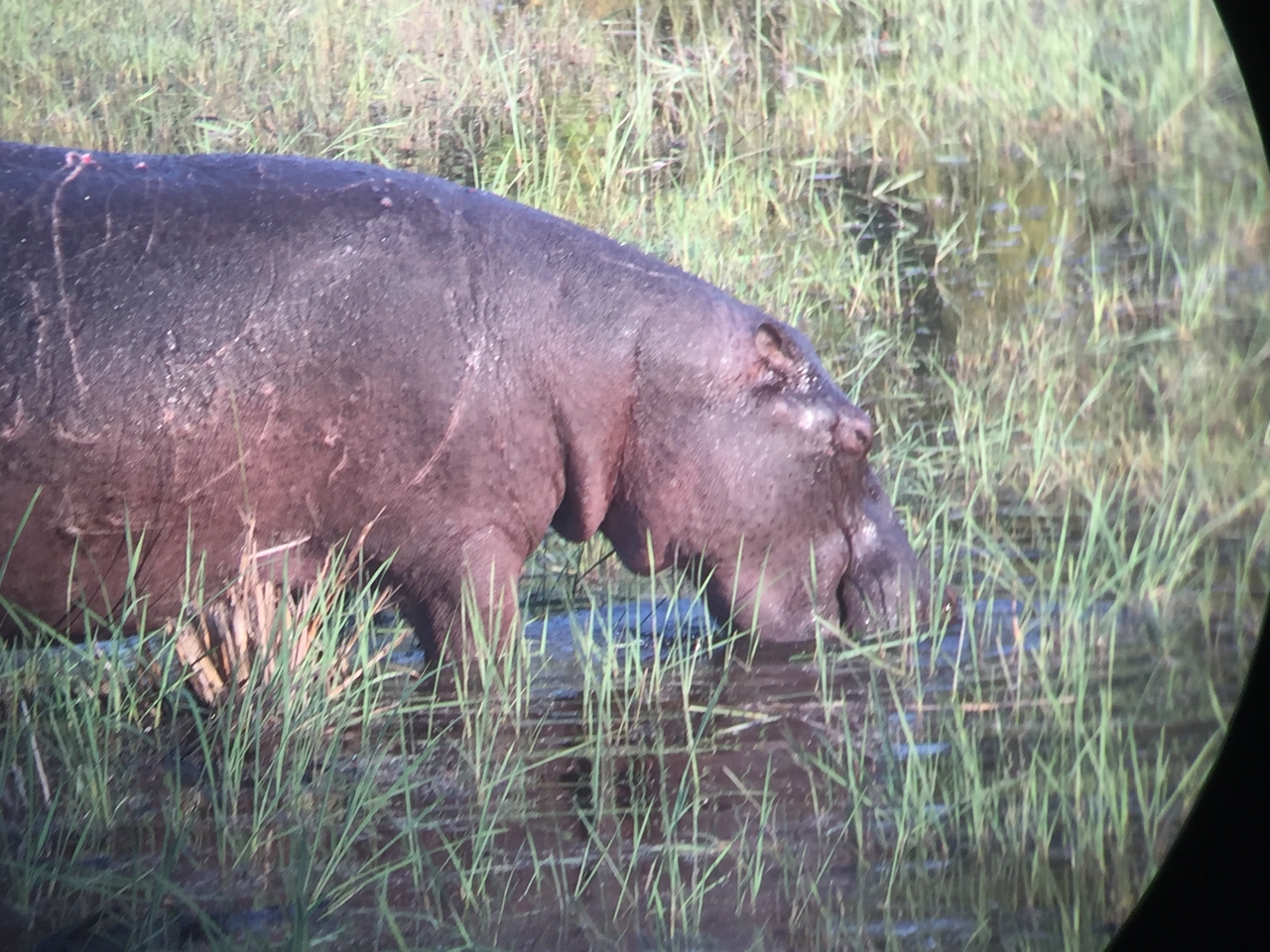 [27949] 2016_07_02_08_43_06_Africa_iPhone_6_IMG_8728_01234.jpg