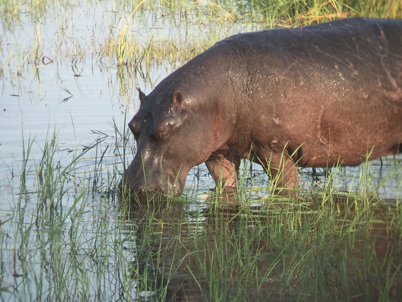 [27970] 2016_07_02_08_45_02_Africa_iPhone_6_IMG_8735_01241.jpg