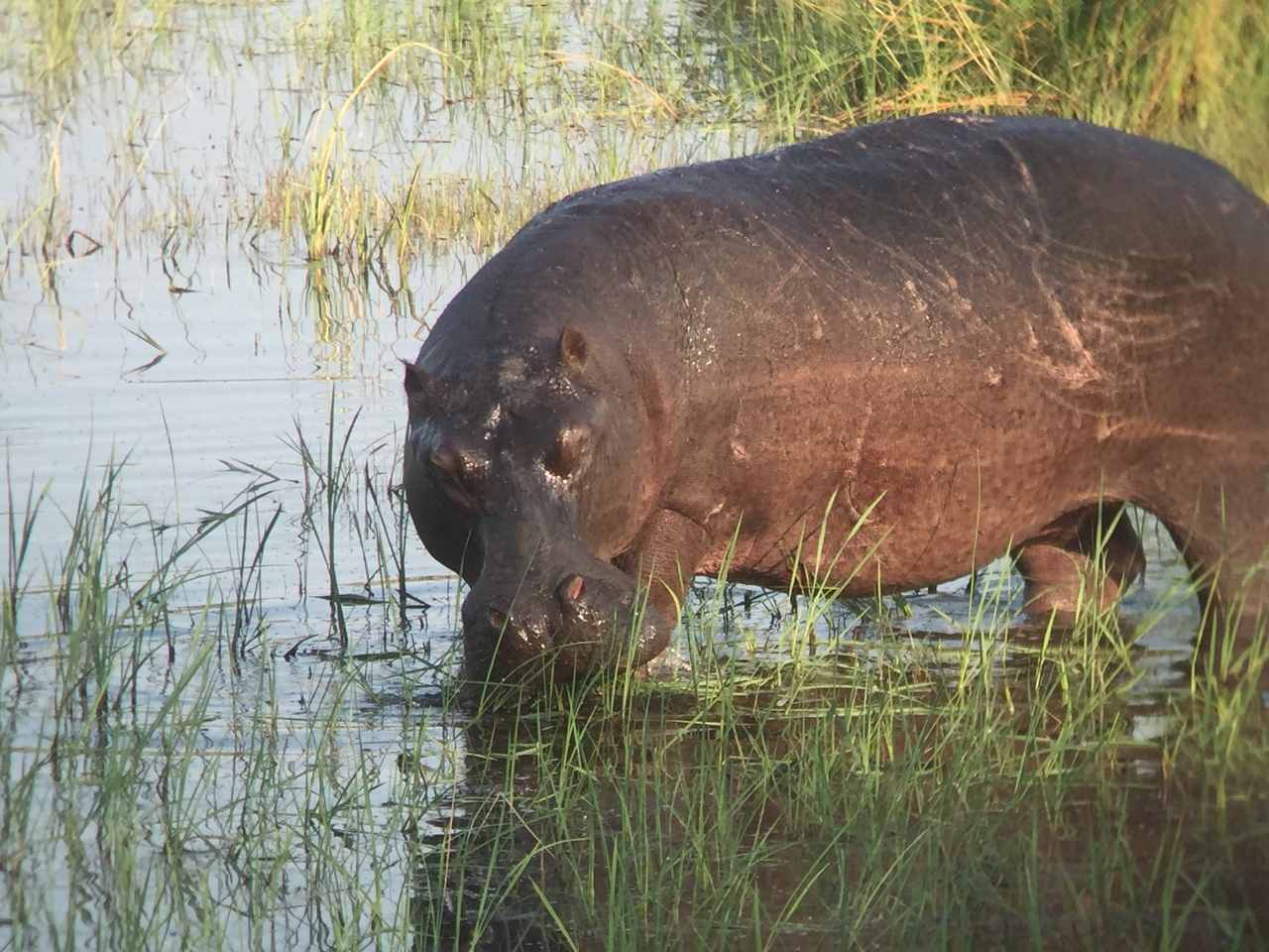 [27975] 2016_07_02_08_45_08_Africa_iPhone_6_IMG_8737_00661.jpg