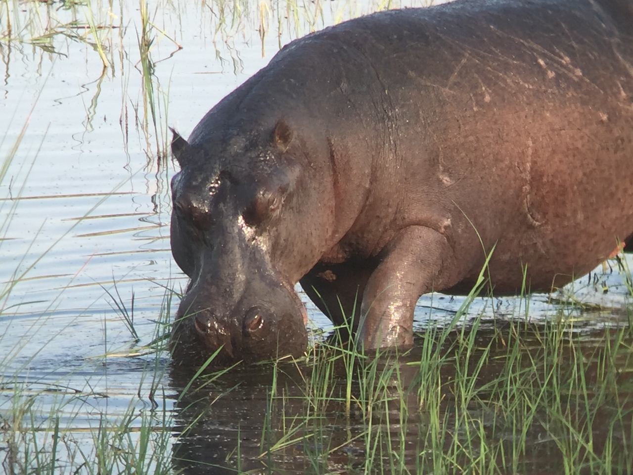 [27997] 2016_07_02_08_45_28_Africa_iPhone_6_IMG_8744_01250.jpg
