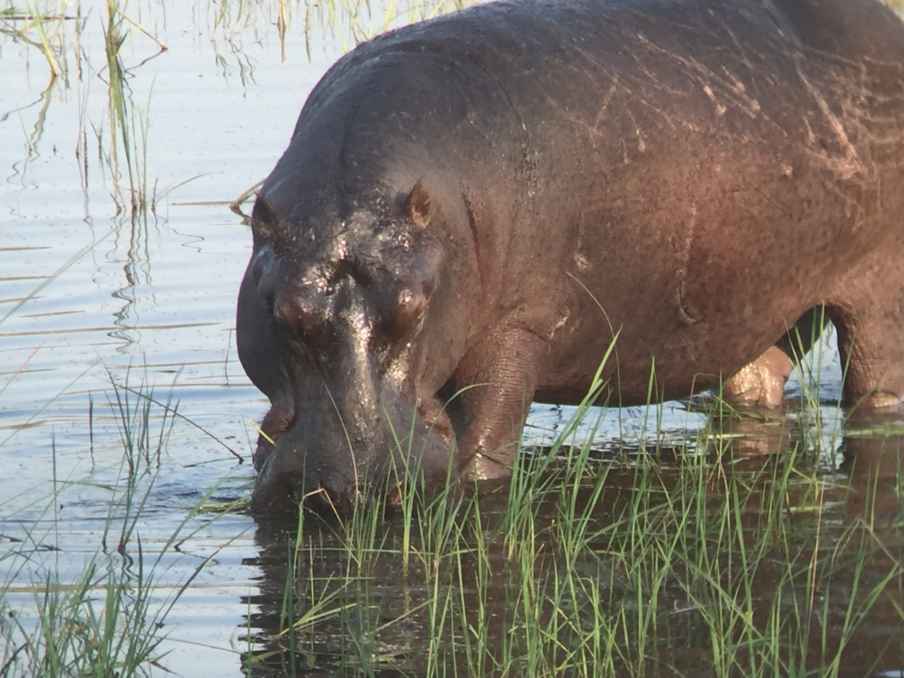 [28000] 2016_07_02_08_45_29_Africa_iPhone_6_IMG_8745_01251.jpg
