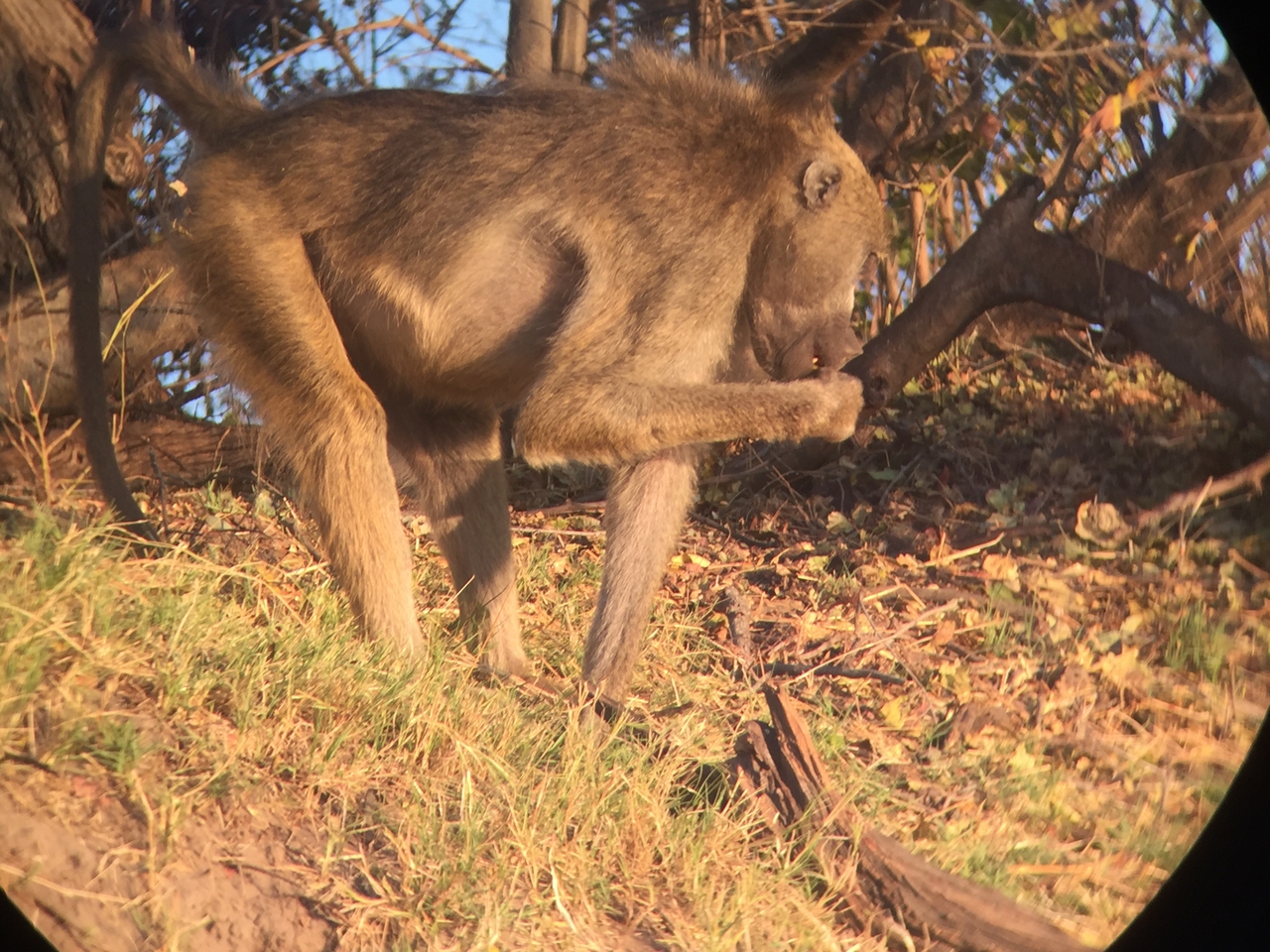 [34339] 2016_07_04_17_25_53_Africa_iPhone_6_IMG_9016_01461.jpg