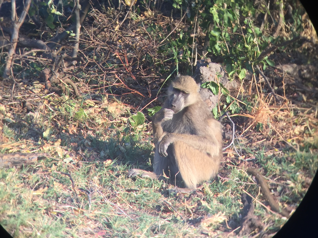 [34341] 2016_07_04_17_25_57_Africa_iPhone_6_IMG_9017_00010.jpg