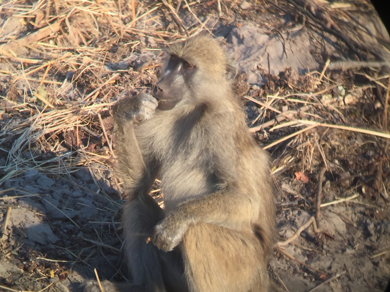 [34348] 2016_07_04_17_27_37_Africa_iPhone_6_IMG_9019_01464.jpg