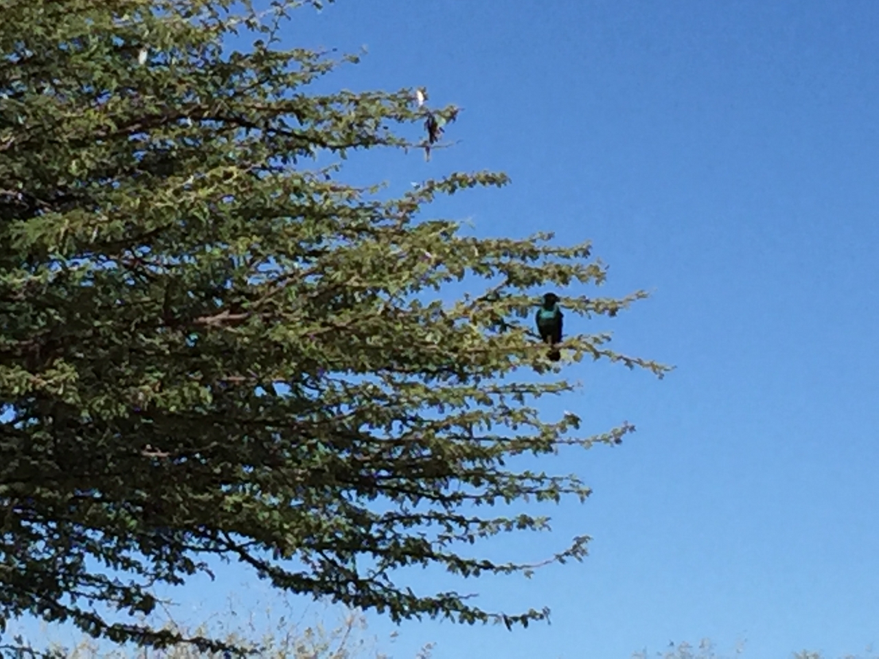 [3502] 2016_06_22_12_15_49_Africa_iPhone_6_Plus_IMG_3438_00128.jpg
