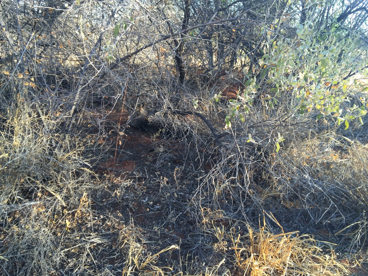 [9361] 2016_06_23_16_14_48_Africa_iPhone_6_Plus_IMG_3540_06769.jpg