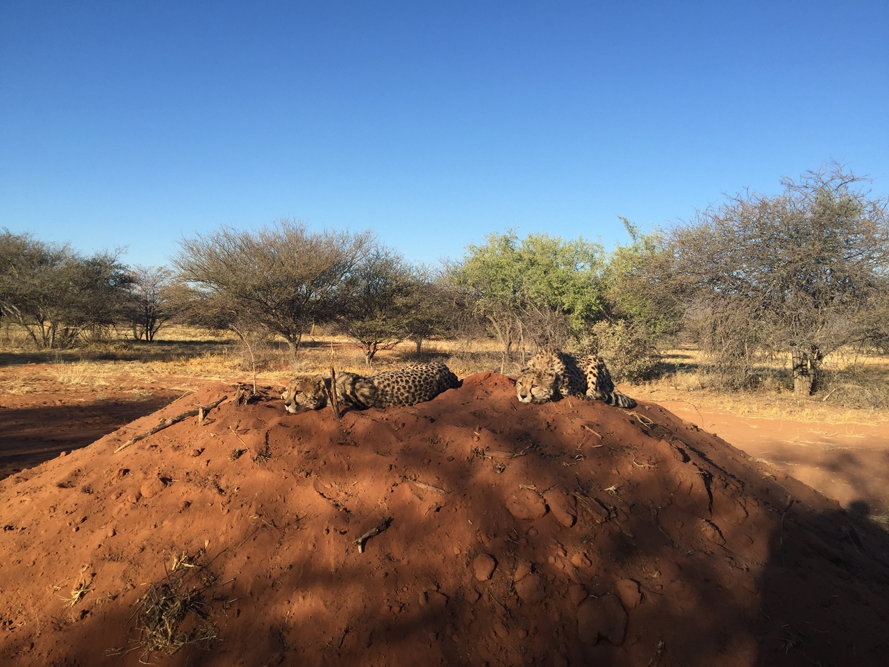 [9362] 2016_06_23_16_14_55_Africa_iPhone_6_Plus_IMG_3541_00186.jpg