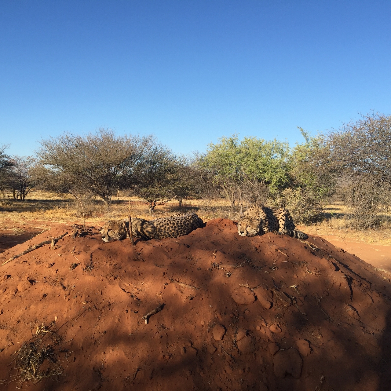 [9364] 2016_06_23_16_14_55_Africa_iPhone_6_Plus_IMG_4817_00200.jpg