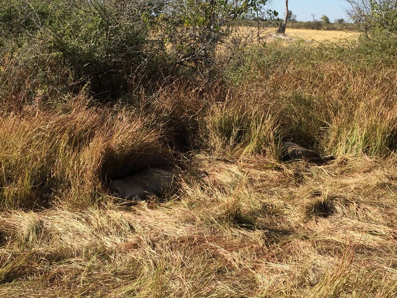 [19903] 2016_06_28_09_05_27_Africa_iPhone_6_Plus_IMG_3798_00378.jpg