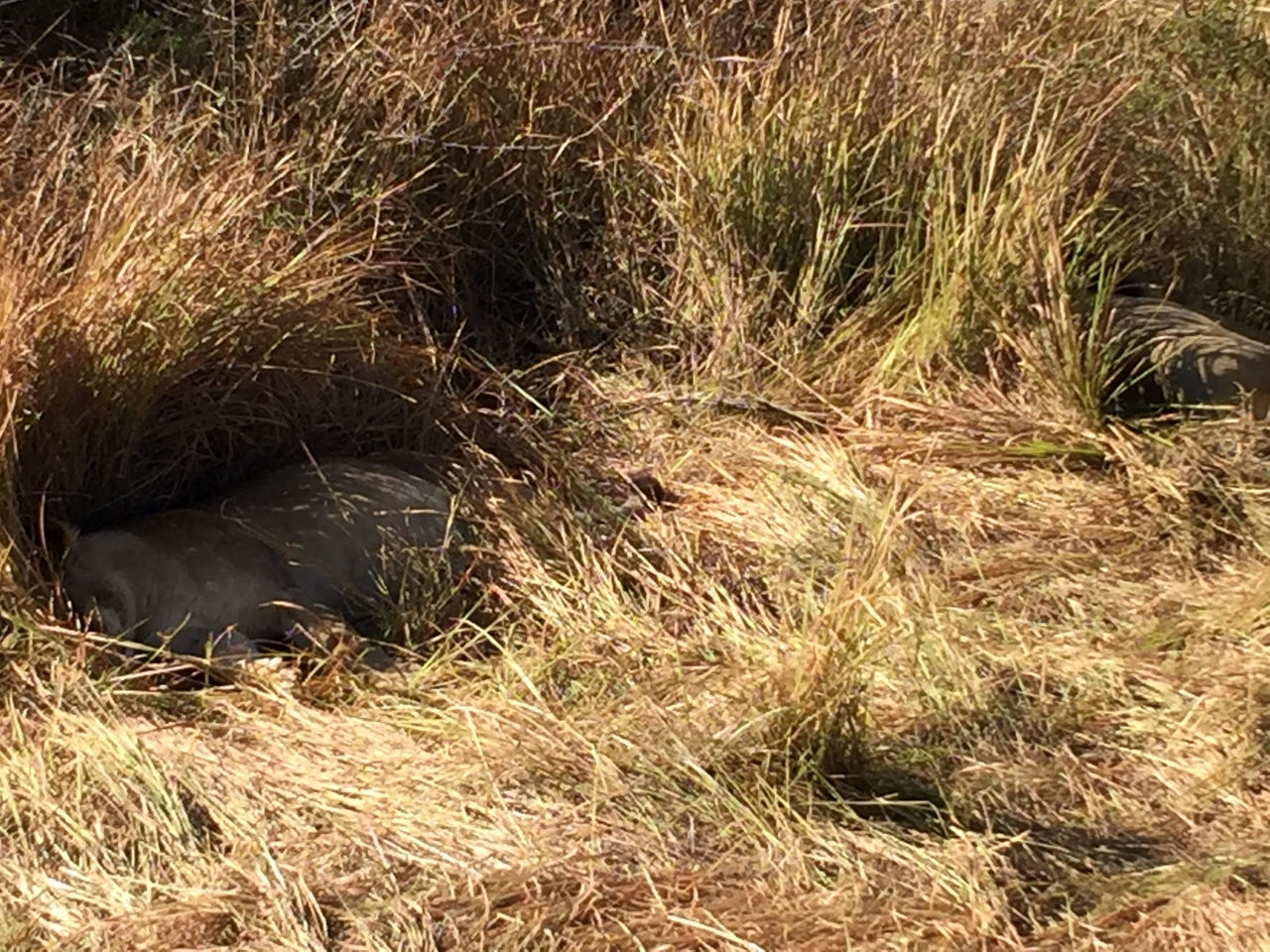 [19906] 2016_06_28_09_05_32_Africa_iPhone_6_Plus_IMG_3799_06963.jpg