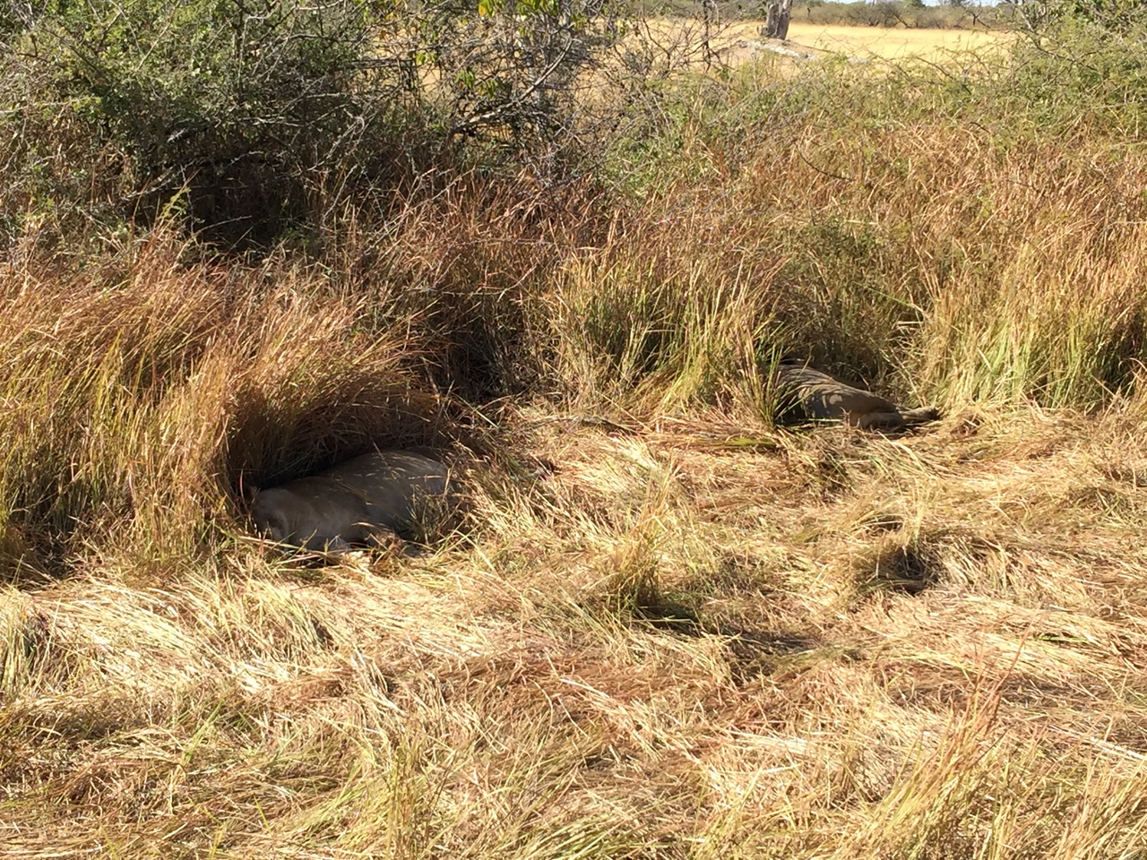 [19908] 2016_06_28_09_05_38_Africa_iPhone_6_Plus_IMG_3800_06964.jpg
