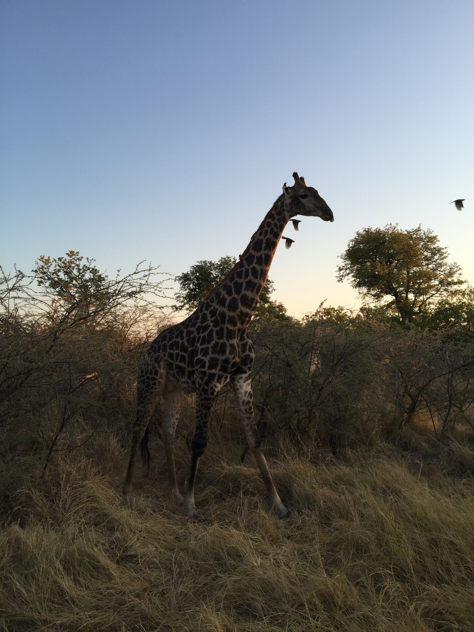 [24631] 2016_06_30_07_21_09_Africa_iPhone_6_Plus_IMG_3915_00441.jpg