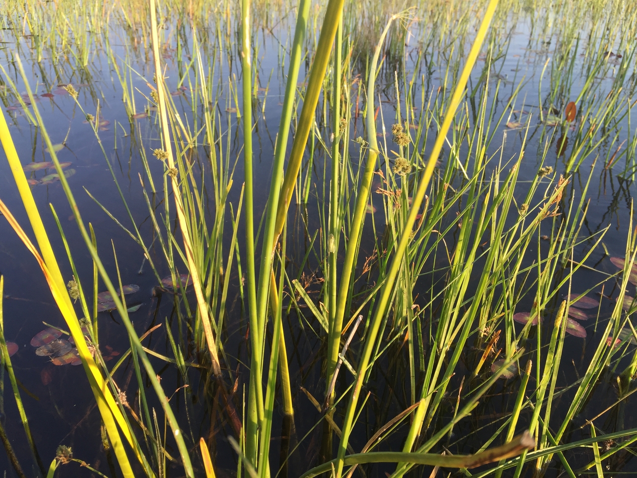 [27293] 2016_07_01_16_38_40_Africa_iPhone_6_Plus_IMG_4142_00077.jpg