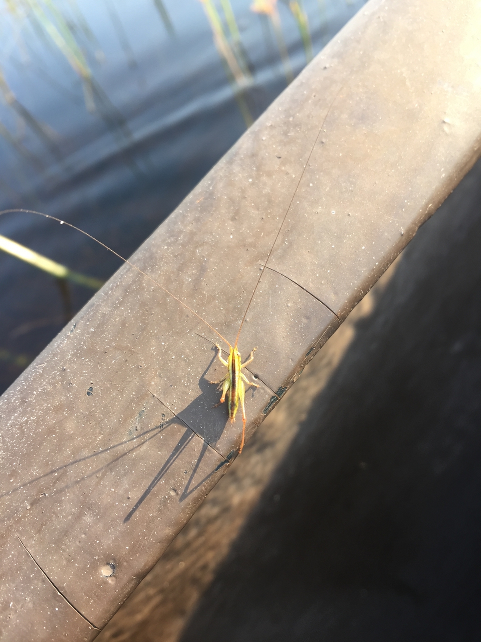 [27324] 2016_07_01_16_40_00_Africa_iPhone_6_Plus_IMG_4143_00566.jpg