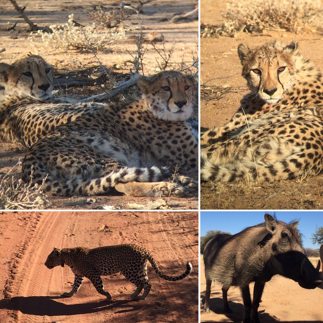 [34568] 2016_08_07_18_17_29-04_00_Africa_Other_Cameras_IMG__00582.jpg
