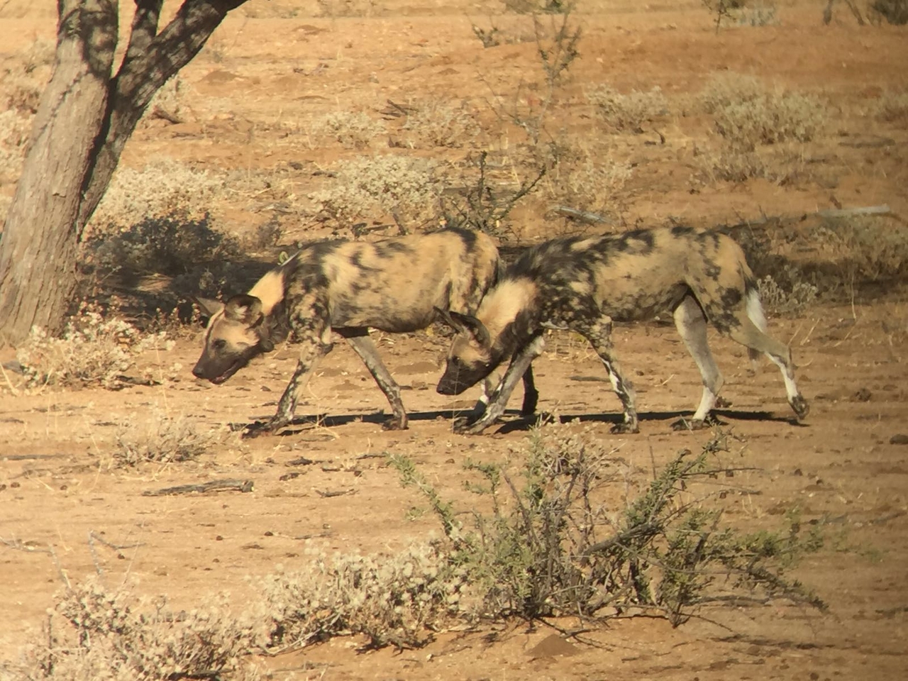 [34694] 2016_08_07_19_04_53-04_00_Africa_Other_Cameras_IMG_3425_00115.jpg