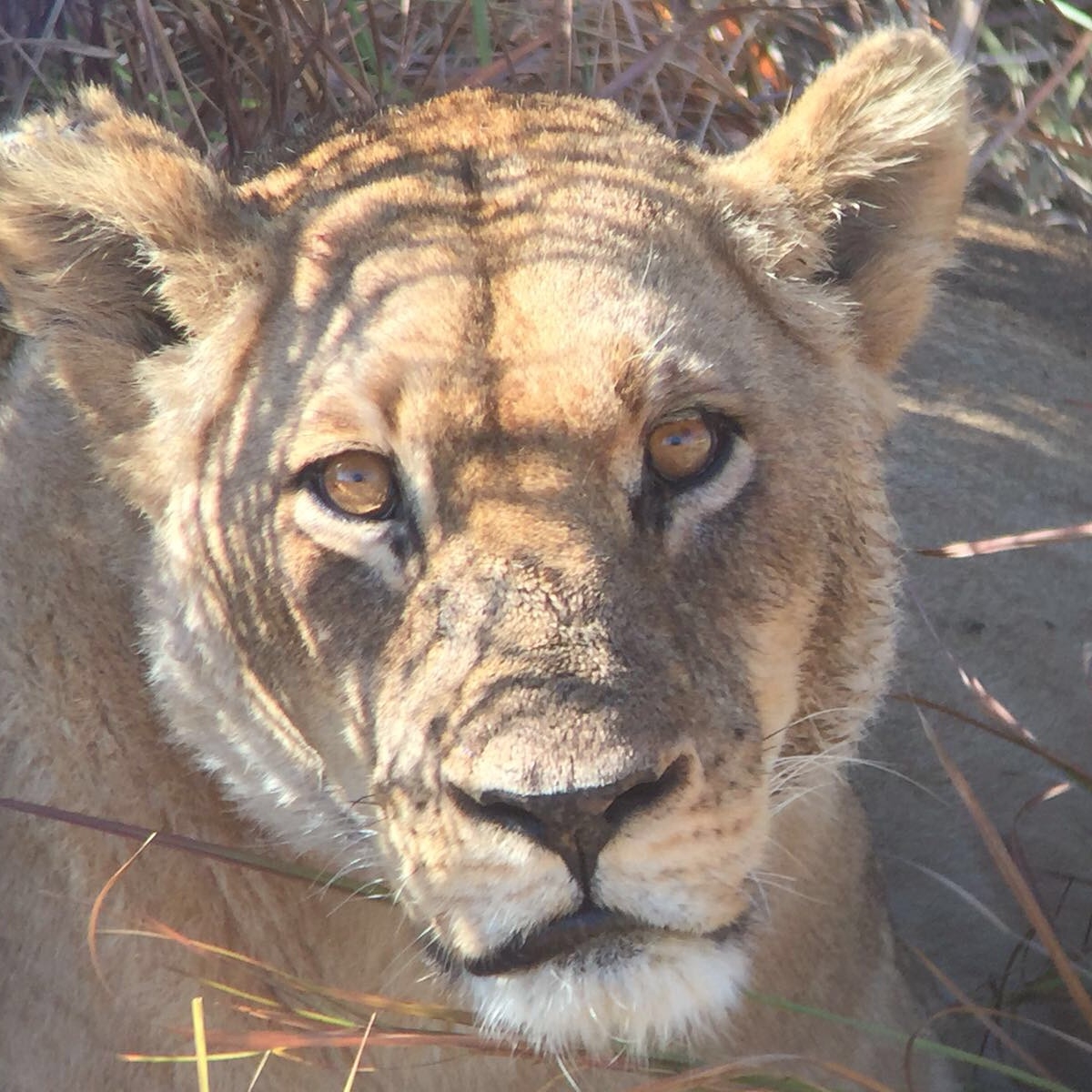 [34724] 2016_08_07_19_14_21-04_00_Africa_Other_Cameras_IMG_5015_07428.jpg