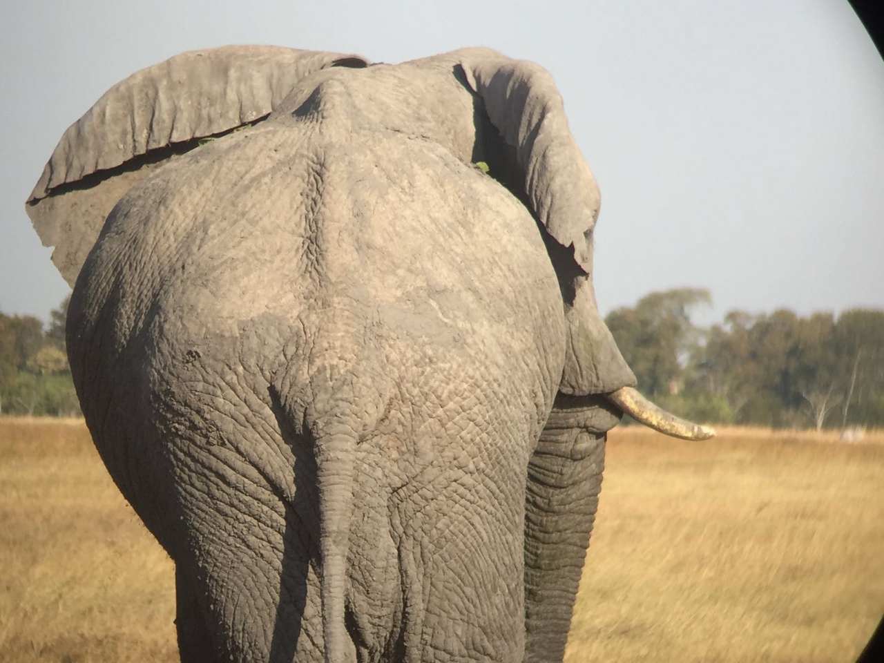 [34733] 2016_08_07_19_17_18-04_00_Africa_Other_Cameras_IMG_4962_07383.jpg
