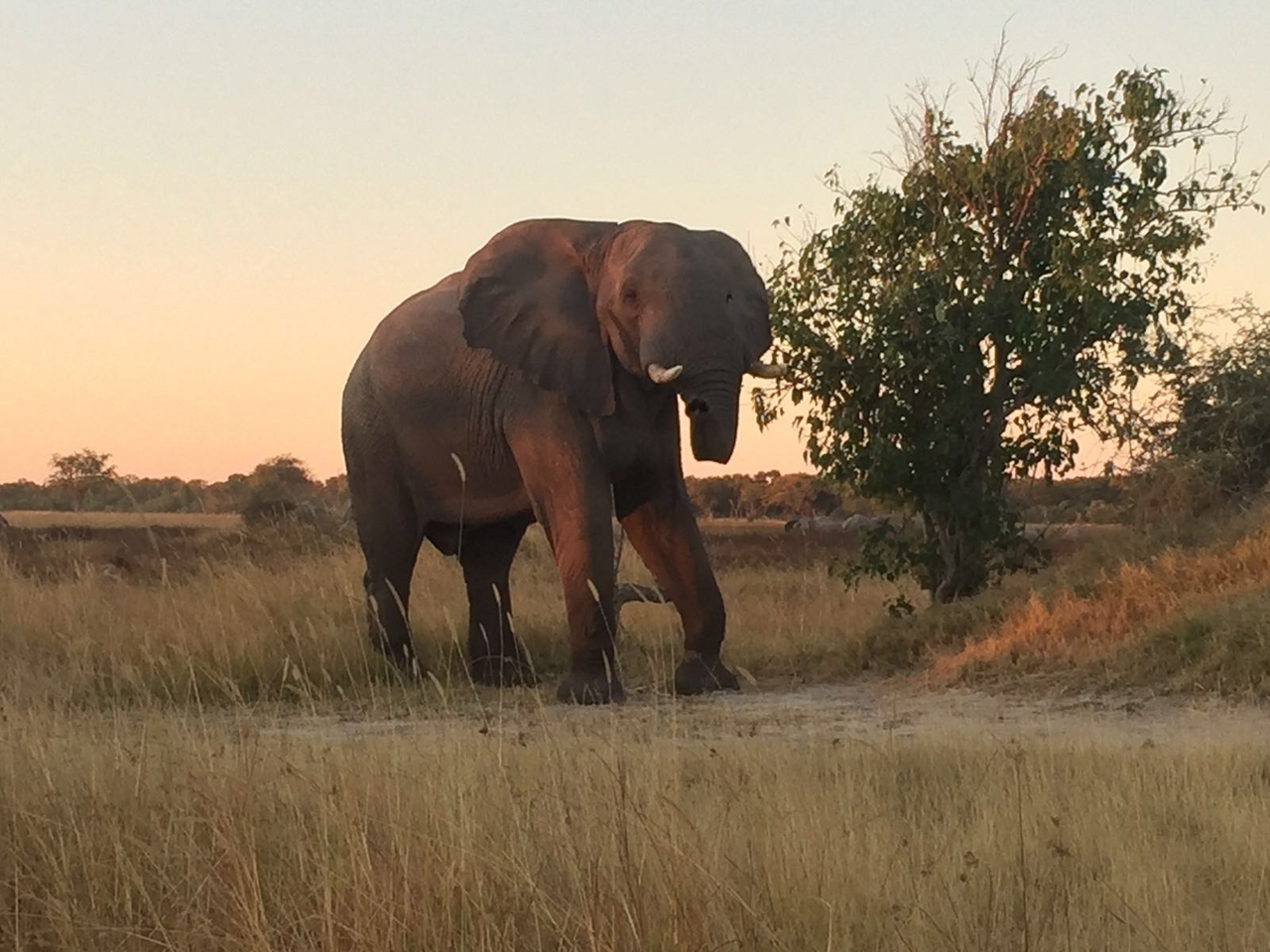 [34773] 2016_08_07_19_24_30-04_00_Africa_Other_Cameras_IMG_4963_00312.jpg