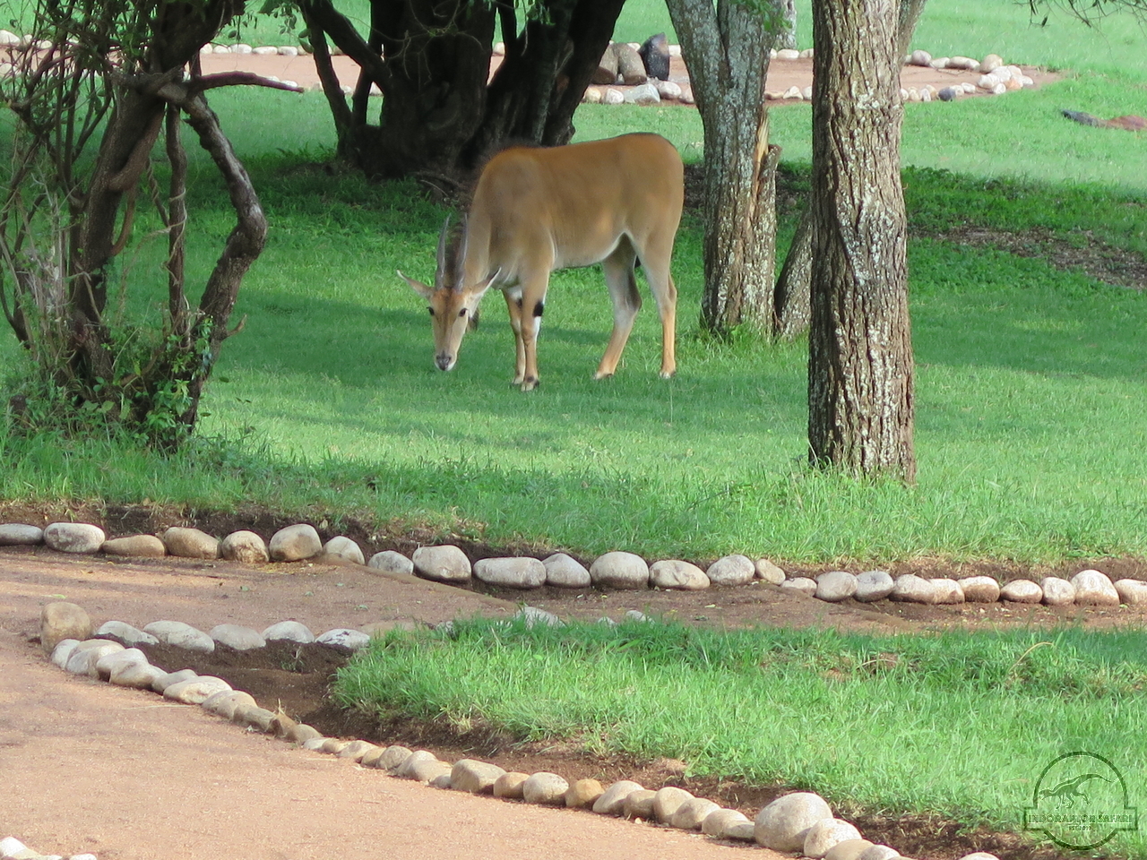 [42] 2019_06_29_09_48_09_Africa_Canon_PowerShot_G16_IMG_0195_00001.jpg