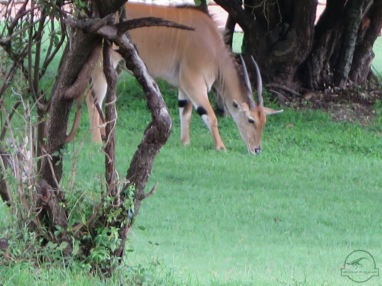 [55] 2019_06_29_09_51_31_Africa_Canon_PowerShot_G16_IMG_0201_00028.jpg
