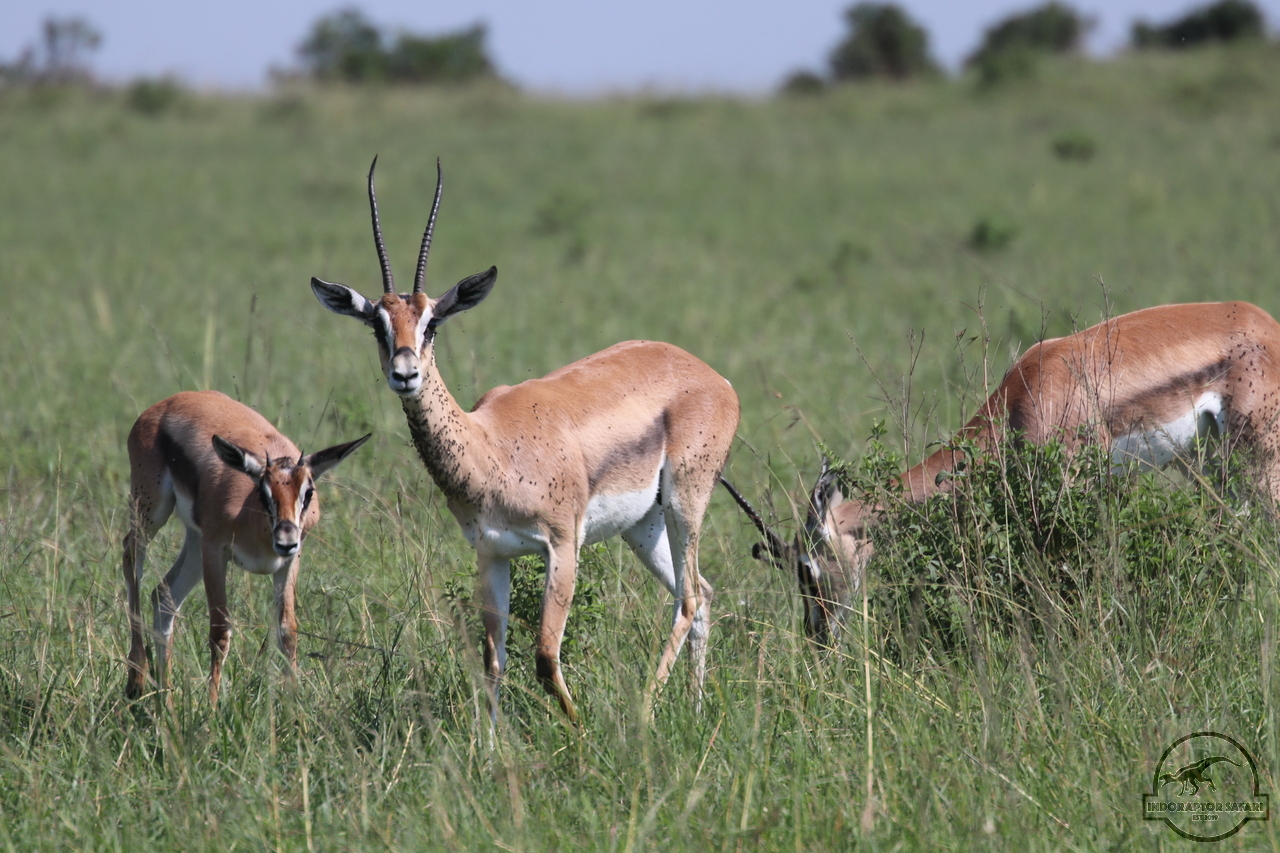 [58] 2019_06_29_09_38_50_Africa_Canon_EOS_77D_IMG_1730_00029.jpg