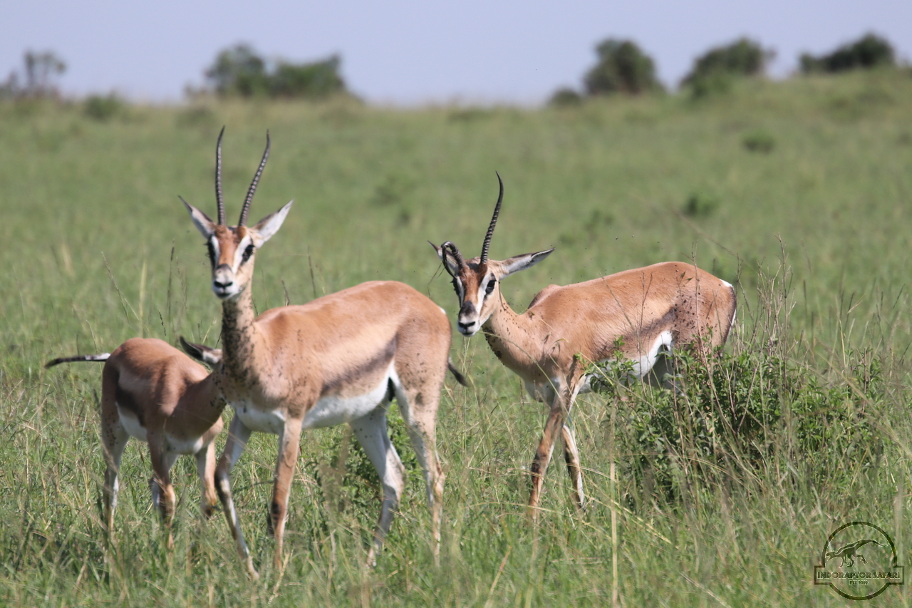 [61] 2019_06_29_09_38_52_Africa_Canon_EOS_77D_IMG_1731_00030.jpg