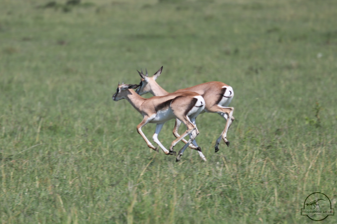 [70] 2019_06_29_09_39_09_Africa_Canon_EOS_77D_IMG_1734_00033.jpg