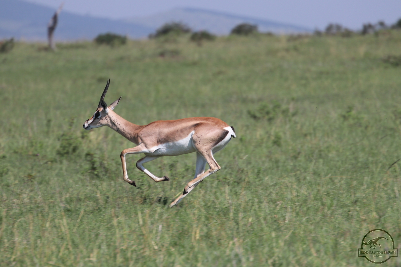 [74] 2019_06_29_09_39_14_Africa_Canon_EOS_77D_IMG_1736_00007.jpg