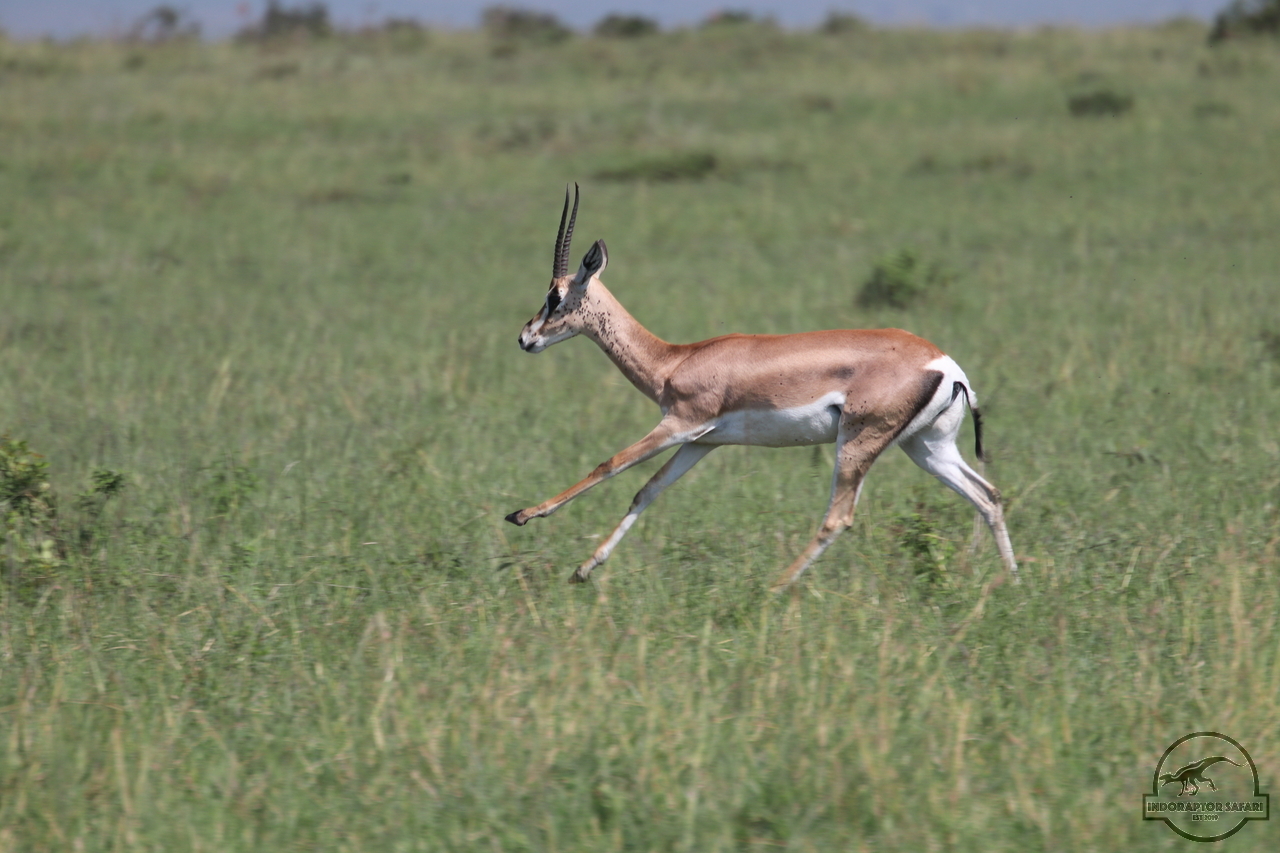 [82] 2019_06_29_09_39_14_Africa_Canon_EOS_77D_IMG_1738_00037.jpg
