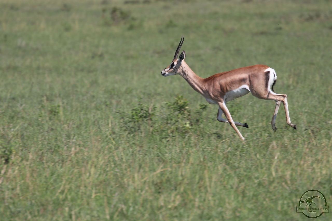 [85] 2019_06_29_09_39_14_Africa_Canon_EOS_77D_IMG_1739_00038.jpg