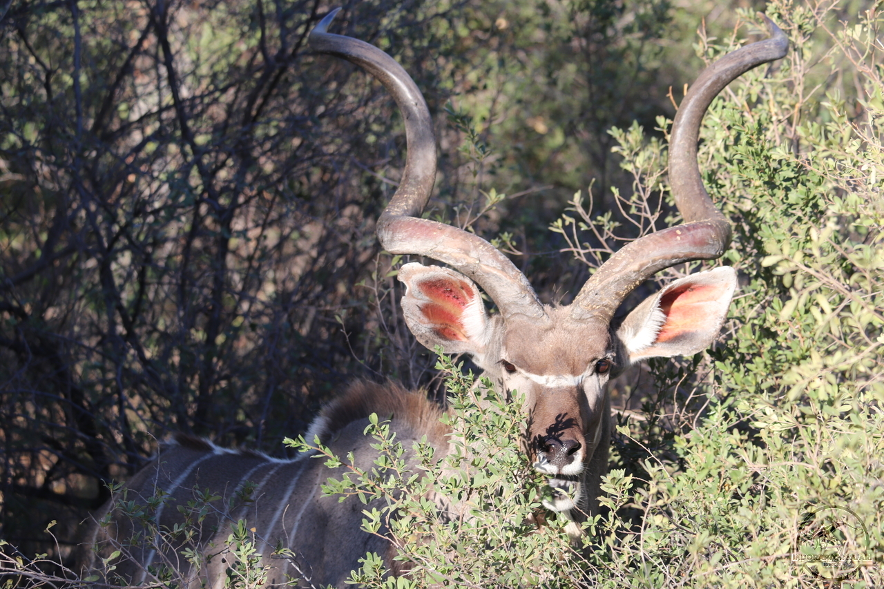 [94] 2019_06_19_16_53_29_Africa_Canon_EOS_77D_IMG_0130_00043.jpg