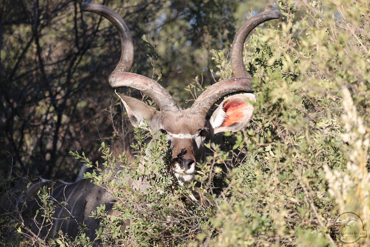 [100] 2019_06_19_21_54_08_Africa_Canon_EOS_5D_Mark_IV_IMG_0000350_00039.jpg