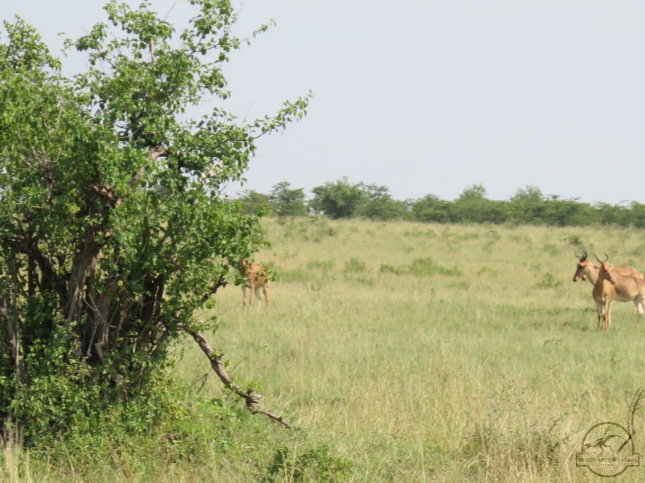[108] 2019_06_30_03_46_15_Africa_Canon_PowerShot_G16_IMG_0080_00025.jpg