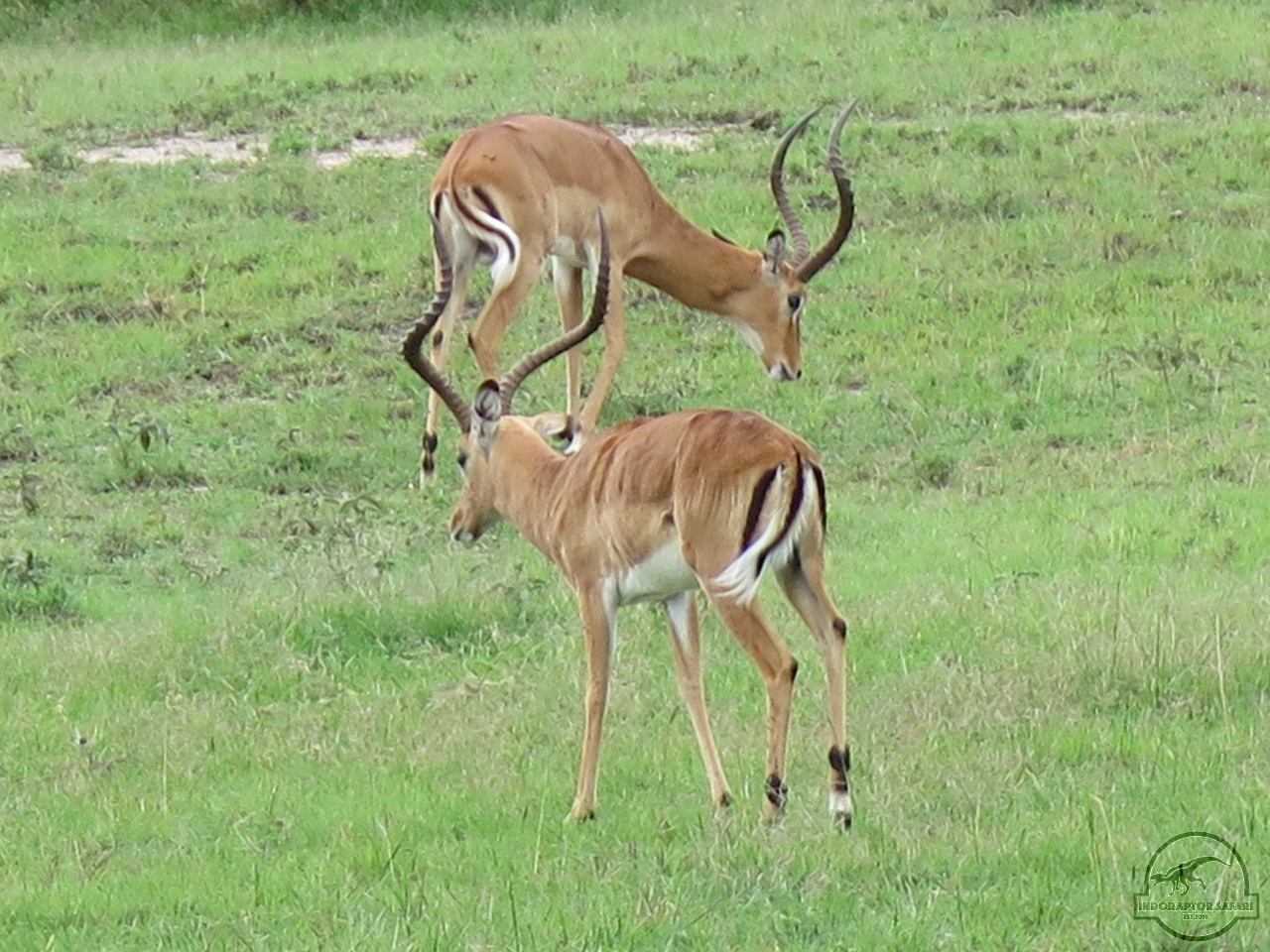 [129] 2019_07_04_02_40_30_Africa_Canon_PowerShot_G16_IMG_0040_00029.jpg