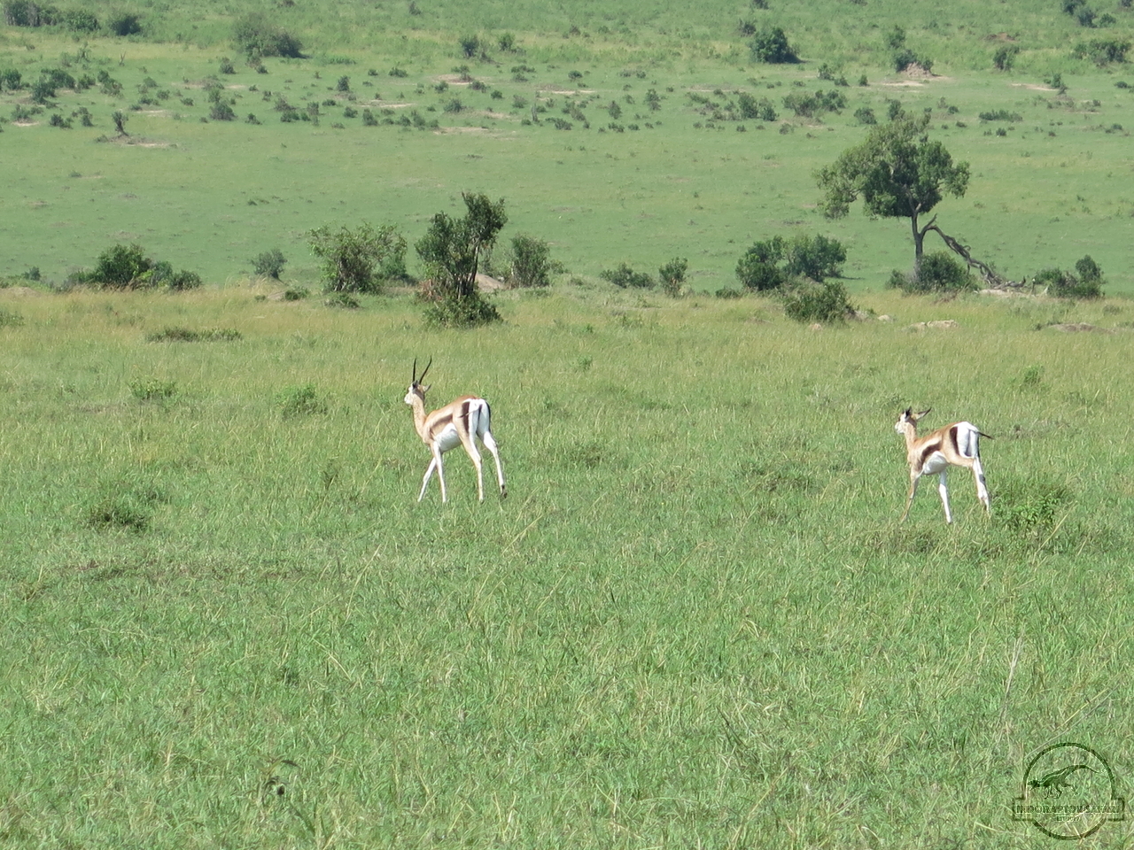 [182] 2019_06_29_03_52_20_Africa_Canon_PowerShot_G16_IMG_0030_00001.jpg