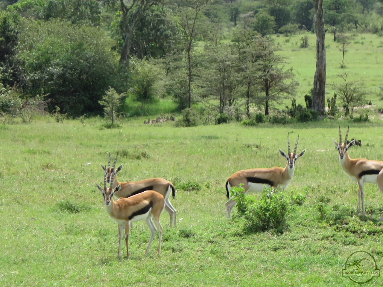 [190] 2019_07_04_04_52_28_Africa_Canon_PowerShot_G16_IMG_0132_00072.jpg