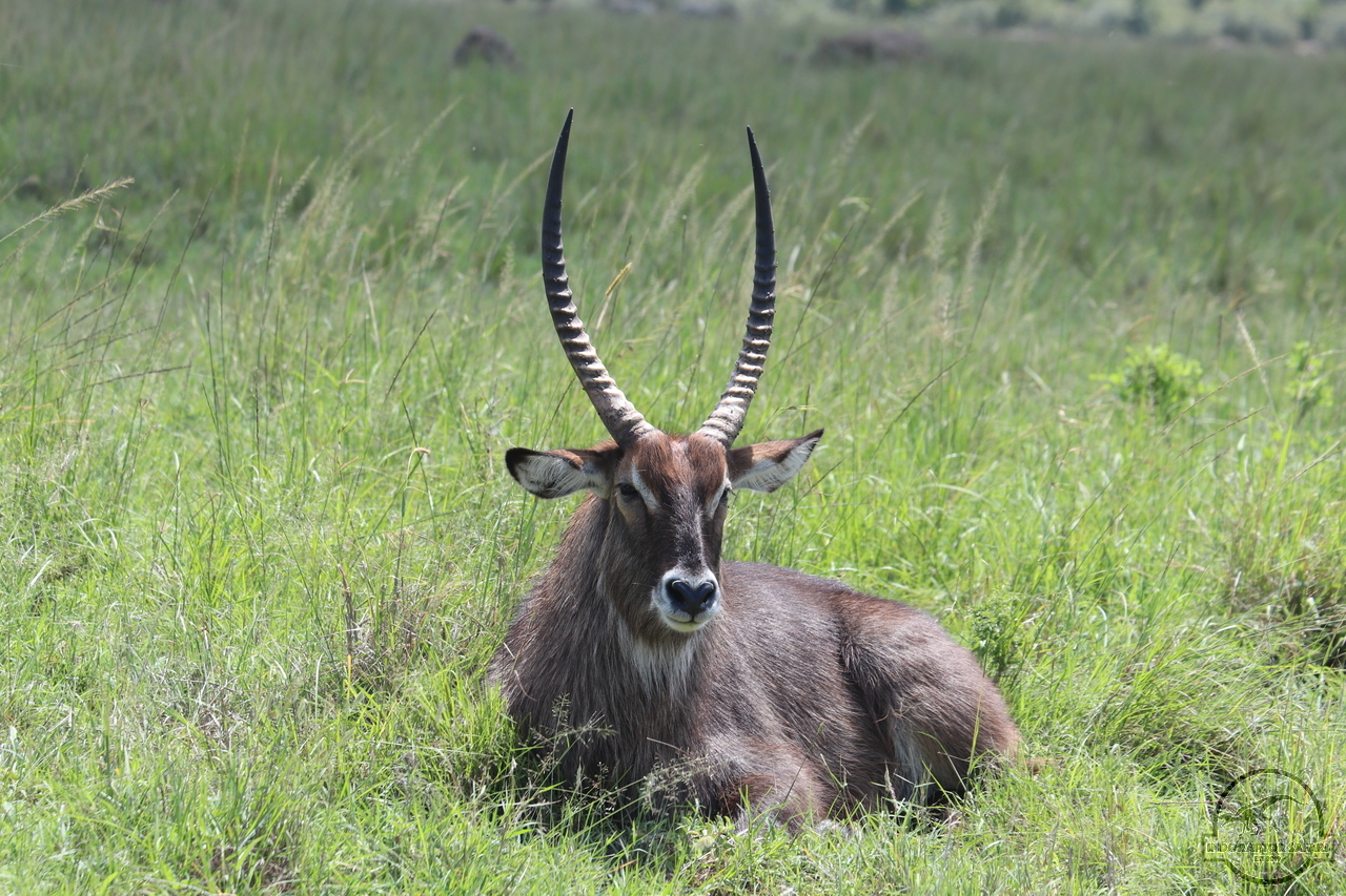 [210] 2019_07_01_12_15_49_Africa_Canon_EOS_77D_IMG_2720_00059.jpg