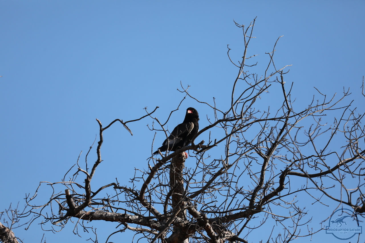 [264] 2019_06_22_14_10_50_Africa_Canon_EOS_5D_Mark_IV_IMG_0002674_00007.jpg