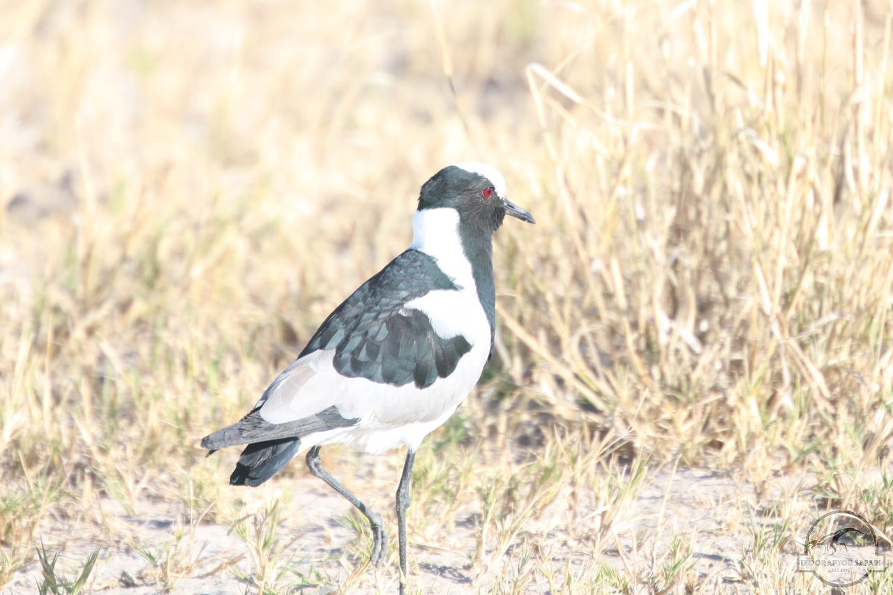 [271] 2019_06_19_15_19_15_Africa_Canon_EOS_77D_IMG_0121_00101.jpg