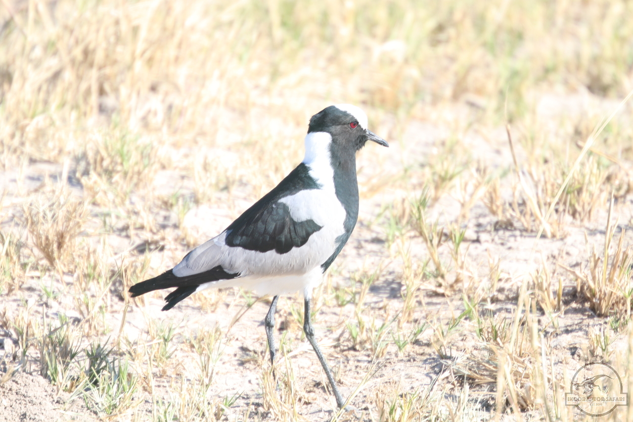 [274] 2019_06_19_15_19_25_Africa_Canon_EOS_77D_IMG_0122_00102.jpg