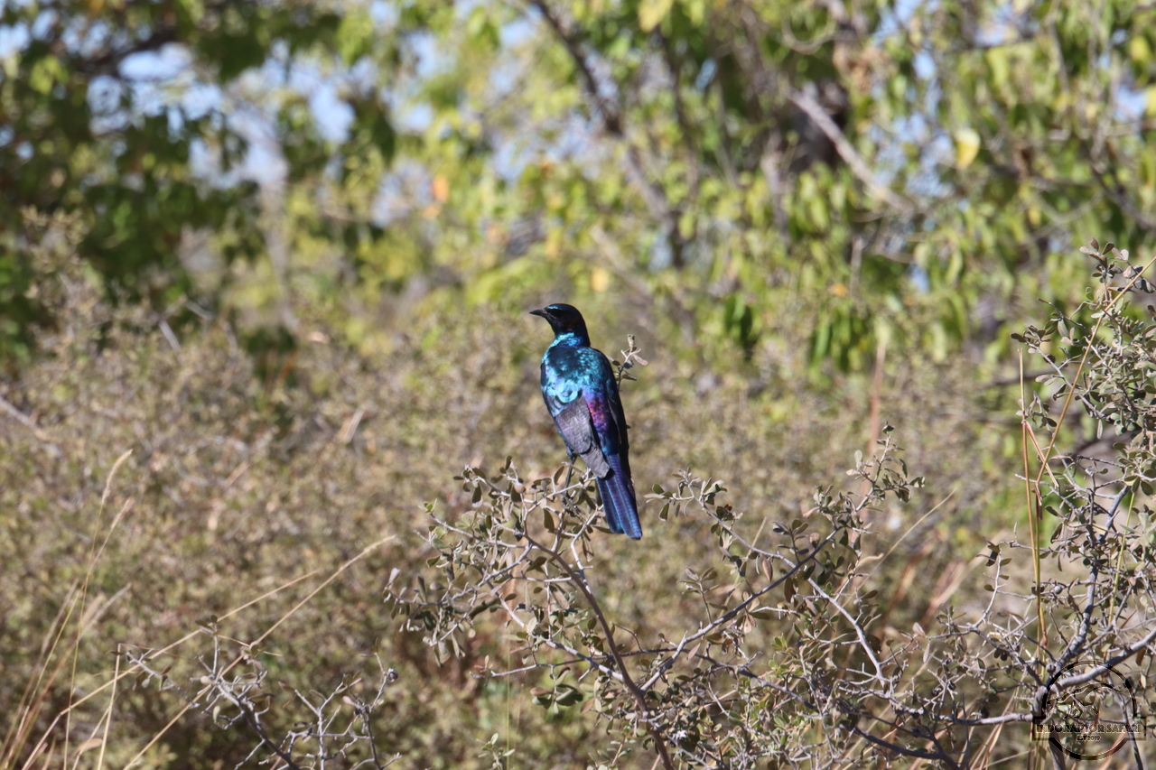 [280] 2019_06_23_10_43_08_Africa_Canon_EOS_77D_IMG_1161_00104.jpg