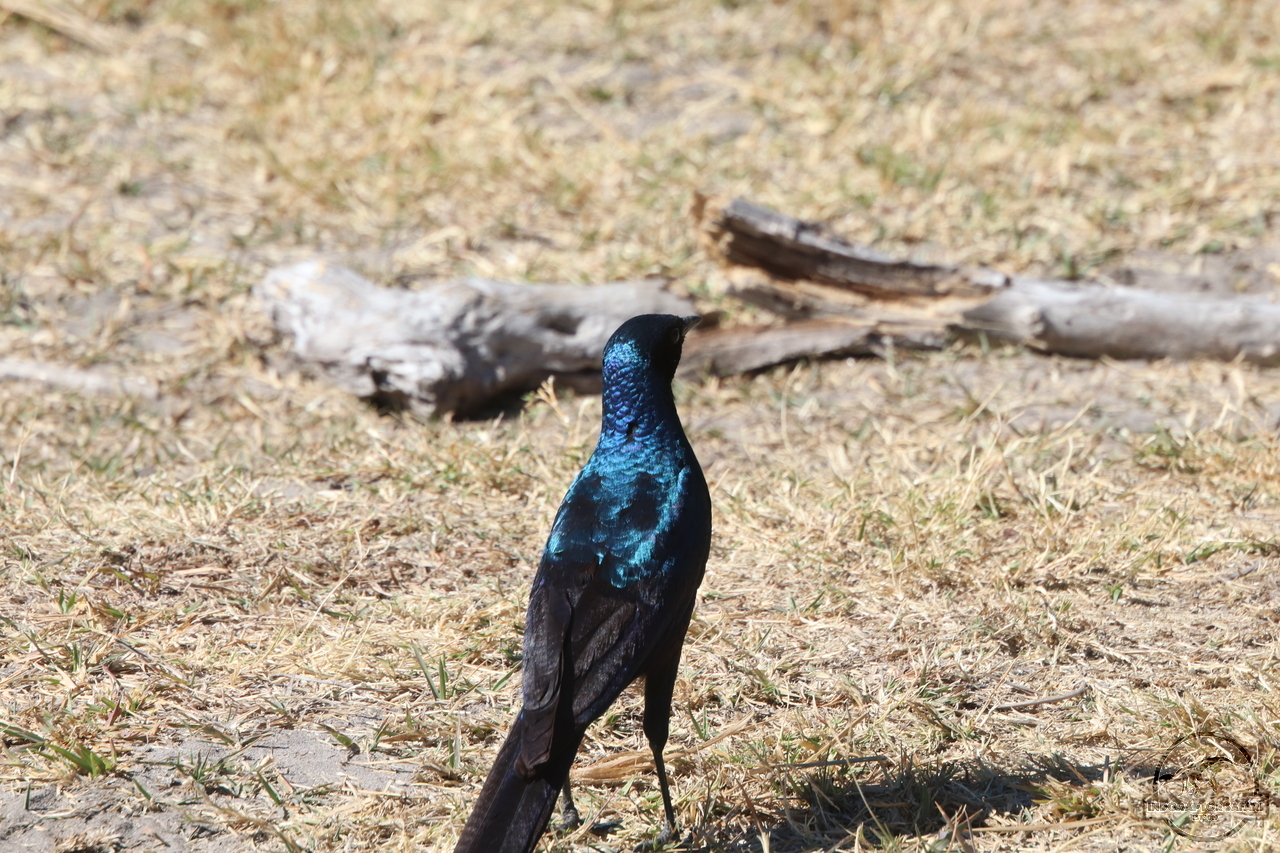 [283] 2019_06_23_10_43_12_Africa_Canon_EOS_77D_IMG_1162_00105.jpg